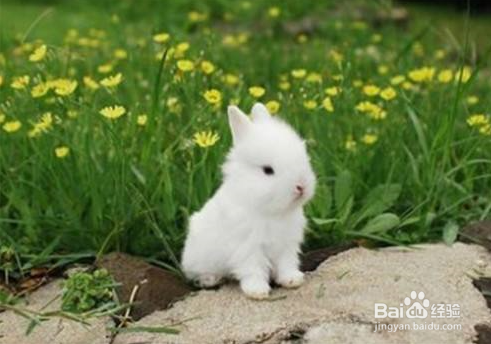 养宠物兔需要知道的常识有哪些？