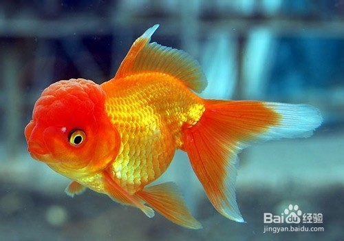 你不知道金鱼错误养殖方法,致金鱼过早死亡。