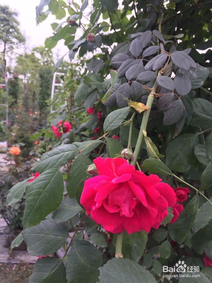 成都市郫都区新民场镇花乡花漫凌云庄园周末游