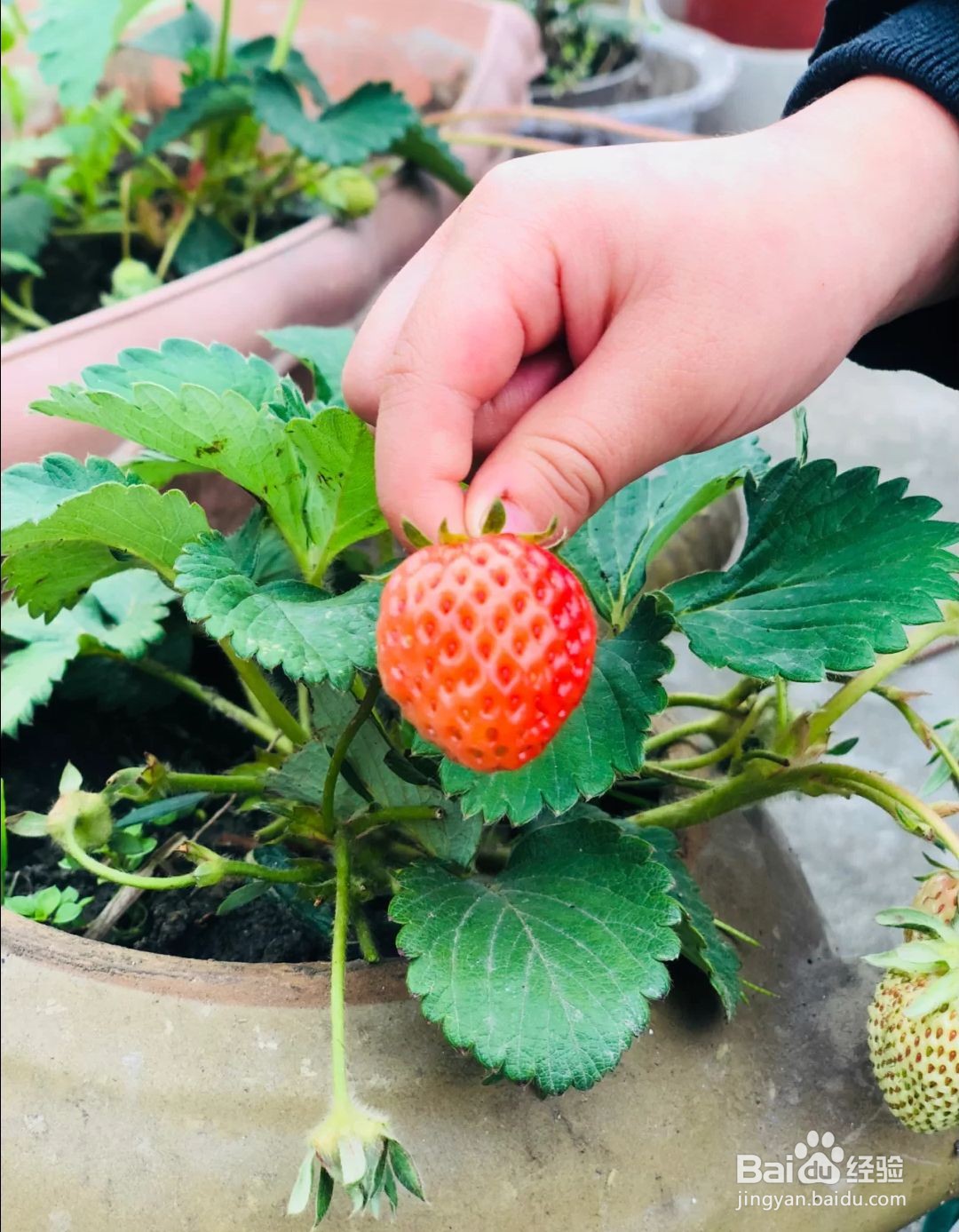 如何正确给草莓浇水