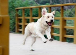 出门被狗狗追赶应该怎么办?