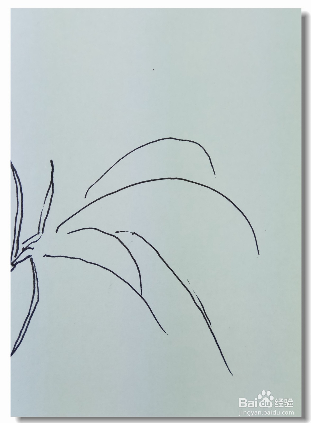 怎样画钢笔画稻谷？
