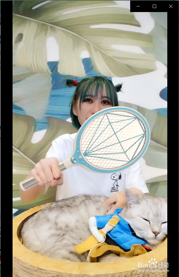 夏天养猫的家庭需要注意什么