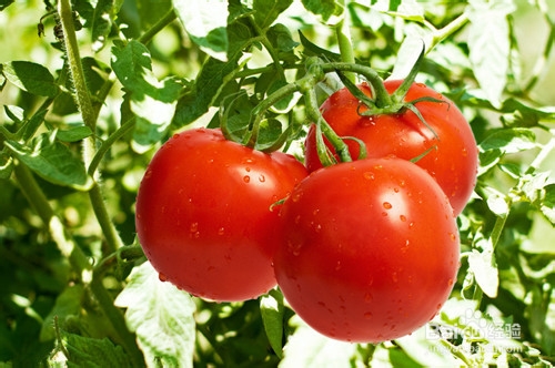 <b>养生小百科：【5】西红柿的饮食禁忌</b>