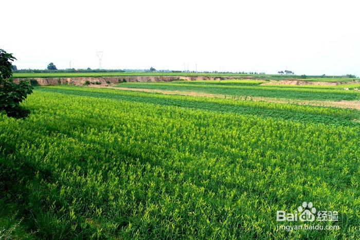 农村土地如何赚钱