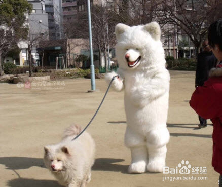 遛狗不仅仅是“遛狗”，而是要让我们的宠狗感到快乐！