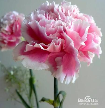 买回来的康乃馨,这样一处理,花期延长一个星期!