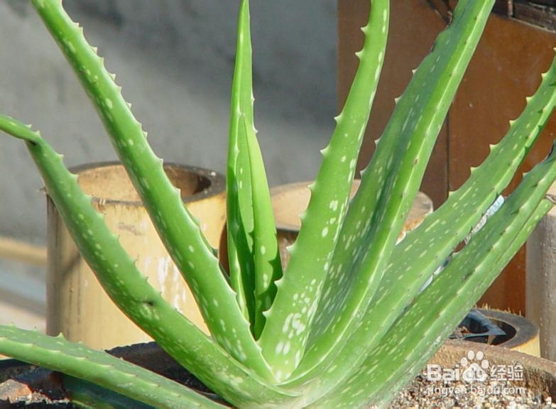 怀孕初期千万不能吃的几种食物