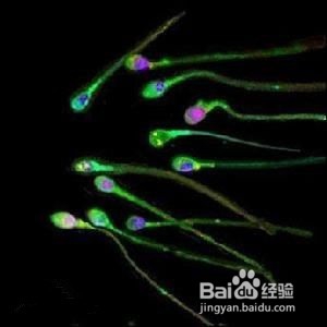 怎样提高怀孕机会