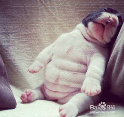 比熊犬美毛粉怎么吃?