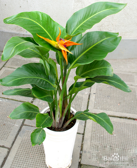 天堂鸟植物怎么养