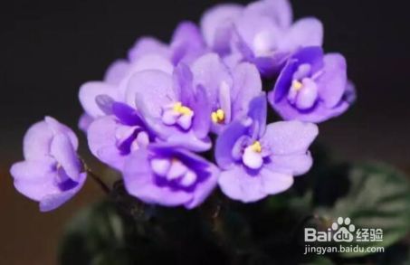 什么花的花期最长一年四季都开花 百度经验 什么花的花期最长一年四季都开花 百度经验