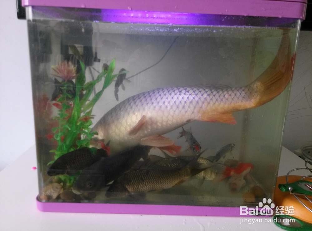 如何迅速学会钓鱼