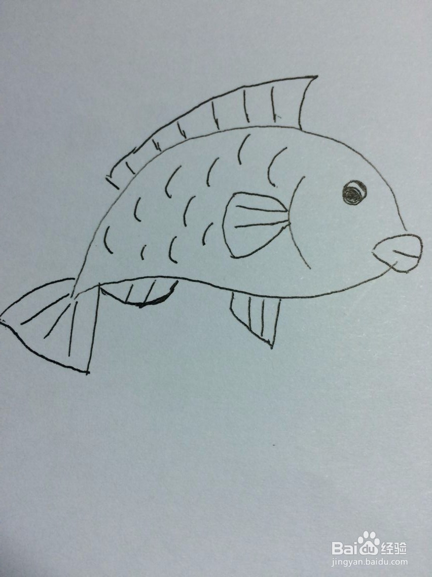 <b>画鲤鱼的简单教程</b>