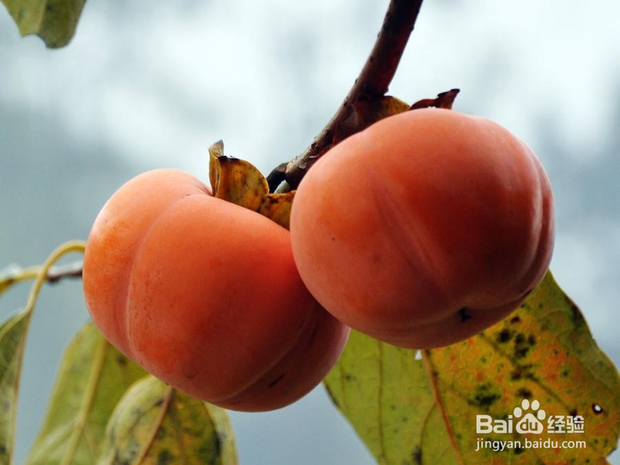 生柿子怎样变成熟柿子