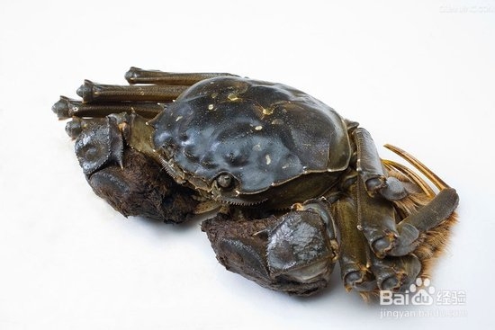 阳澄湖大闸蟹的三种保存方法