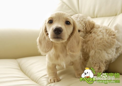 哪些狗狗可以喝酸奶