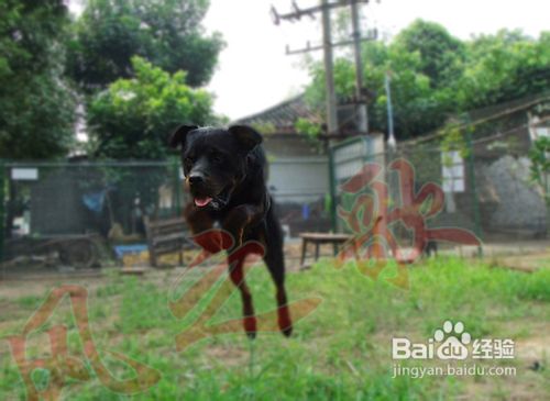 怎么训练宠物狗罗威纳