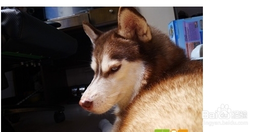 怎么训练哈士奇乖乖听话?