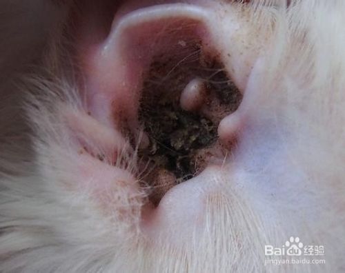 宠物猫宠物狗耳螨怎么治疗？