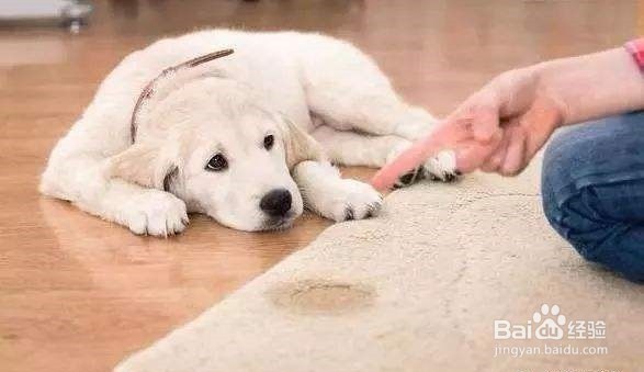 狗狗吃便便是什么原因
