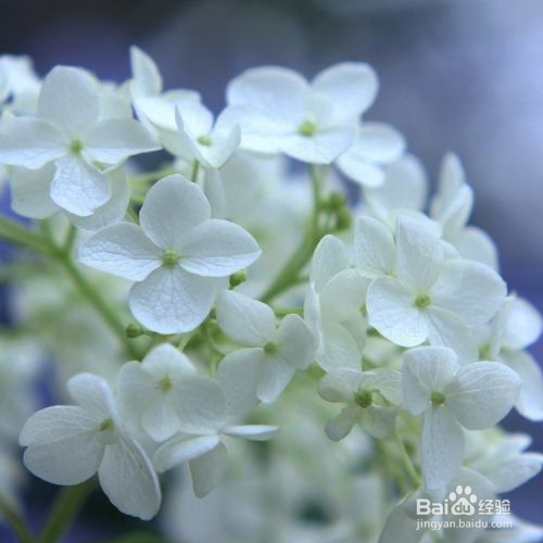 防止绣球花根腐病的方法有哪些?