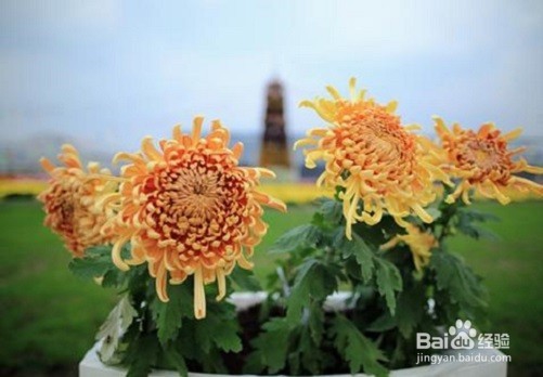 菊花的作用以及食用禁忌