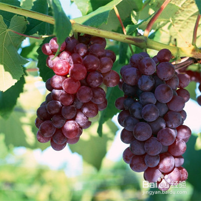 吃完小龙虾后绝对不可以碰冻西瓜，后果很严重？