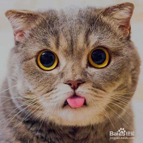 猫咪出现泪痕怎么解决？