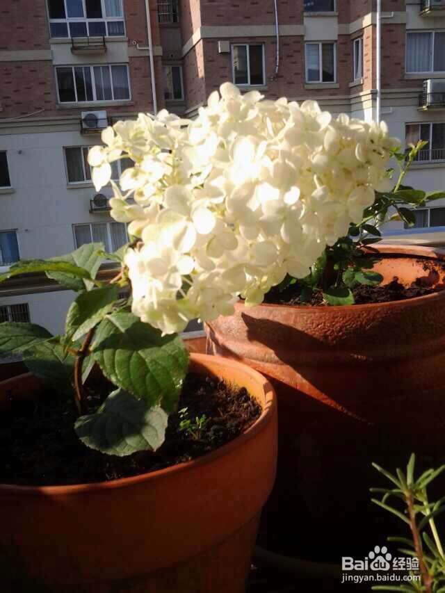 圆锥秀球种植收获了一片清雅