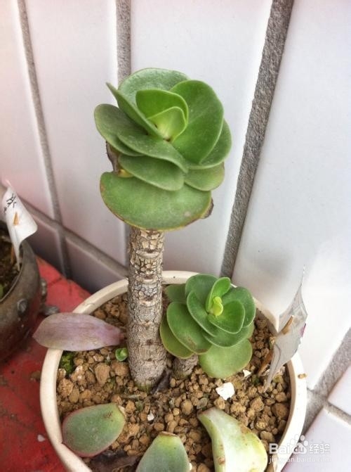金钱木如何多爆侧芽