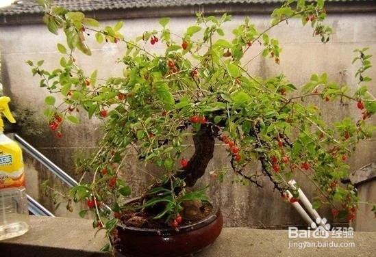 枸杞苗的繁殖种植方法