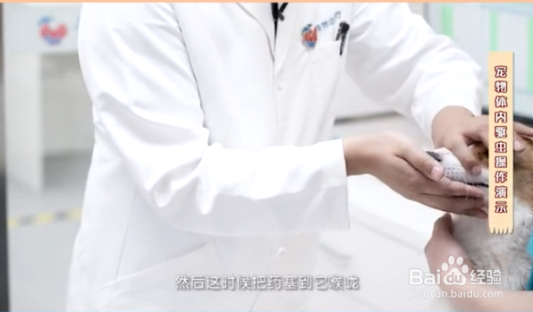 如何给宠物正确的驱虫