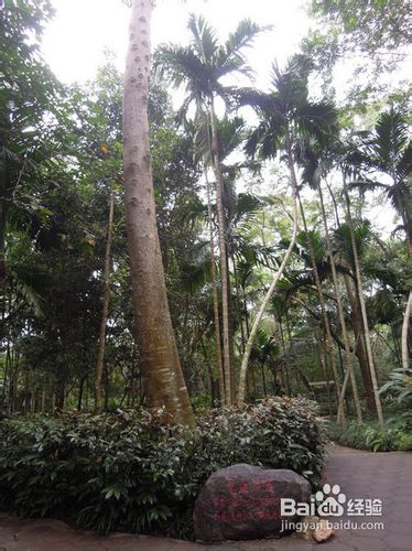 海南兴隆热带植物园旅游攻略