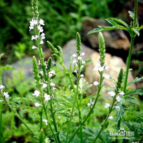 马鞭草种植后事项？