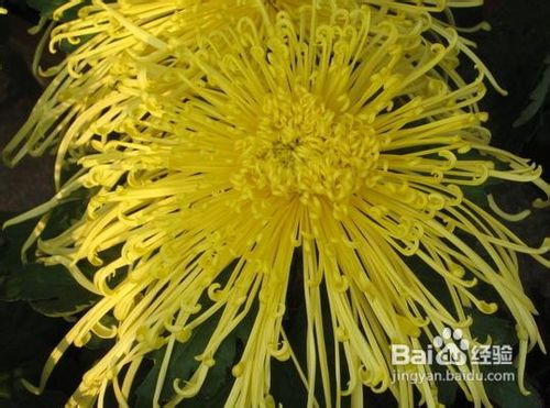 怎么养殖菊花