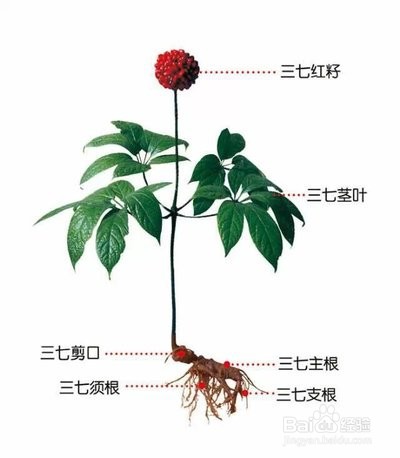 三七粉的吃法和功效