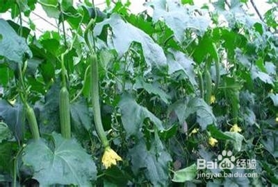 适合夏季养生食用的粥：[5]