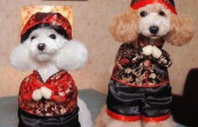 如何训练狗狗作揖