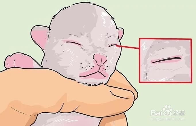 如何判断小猫年龄