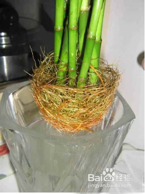 富贵竹生根后怎么养