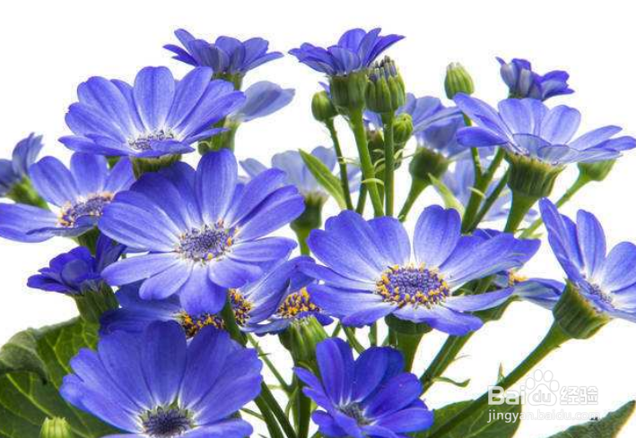 瓜叶菊怎样才能养好?