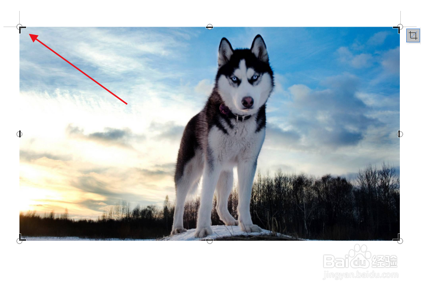 word文档如何裁剪图片大小