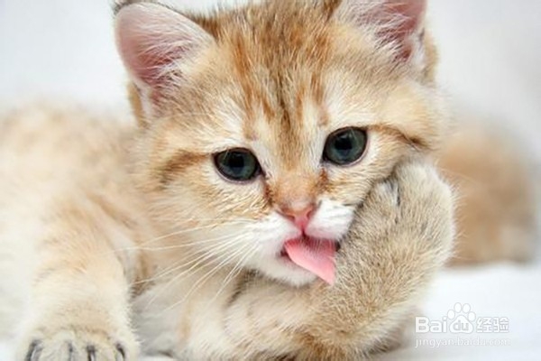 猫咪毛发总干枯没有精神什么原因？