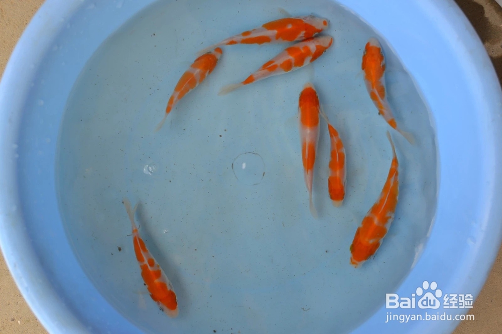 介绍锦鲤小常识