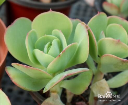 唐印多肉植物的扦插方法