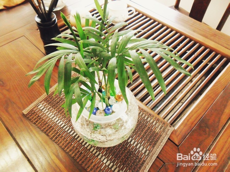 水养小植物如何栽种
