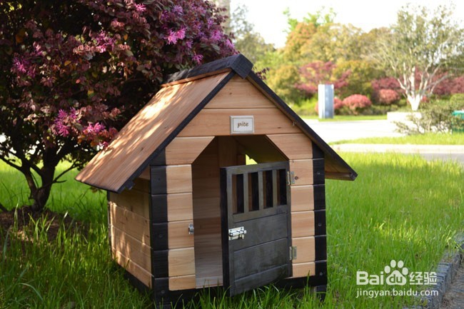 如何养好金毛幼犬