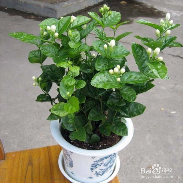 养花烂根、叶子发黄、不开花怎么办?养花小妙招