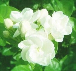 华东各省的省花的作用与价值